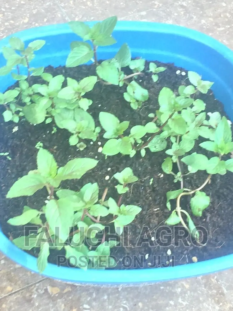 Peppermint Seedlings