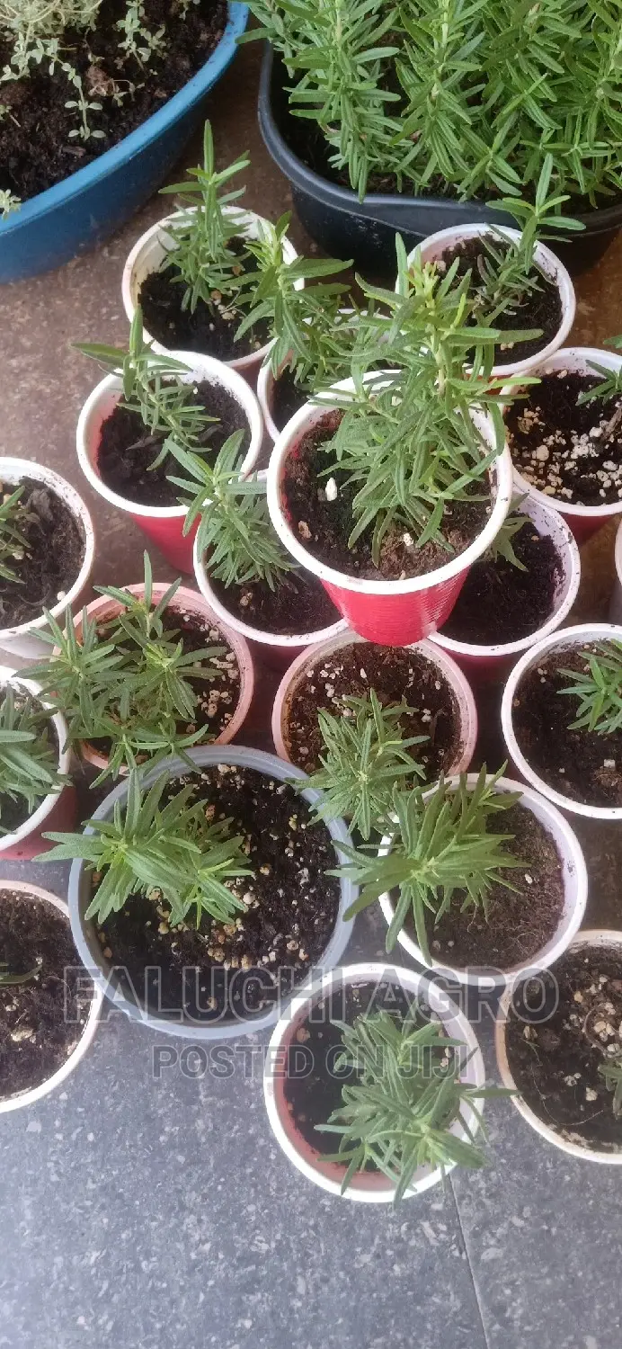 Rosemary Seedlings (Wholesale)