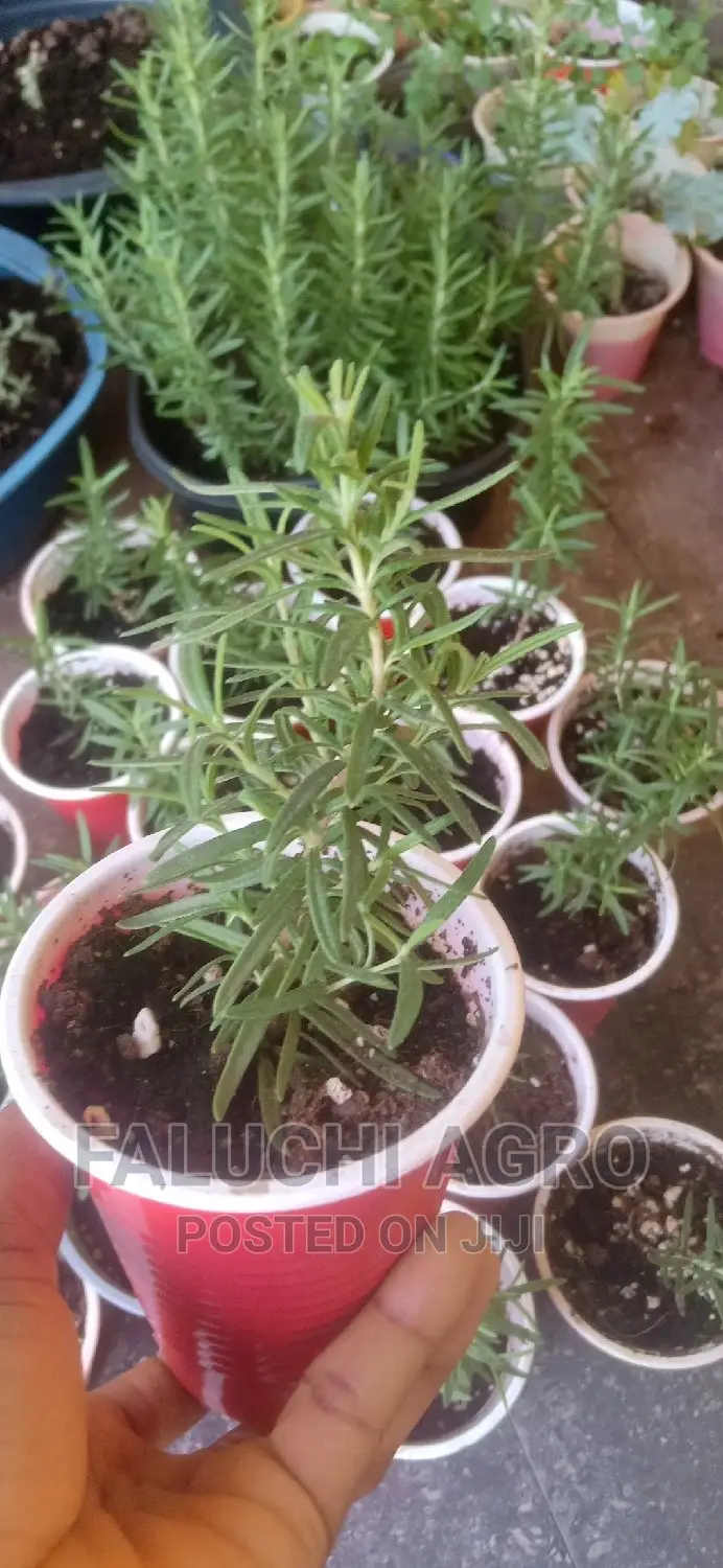 Rosemary Seedlings (Wholesale)