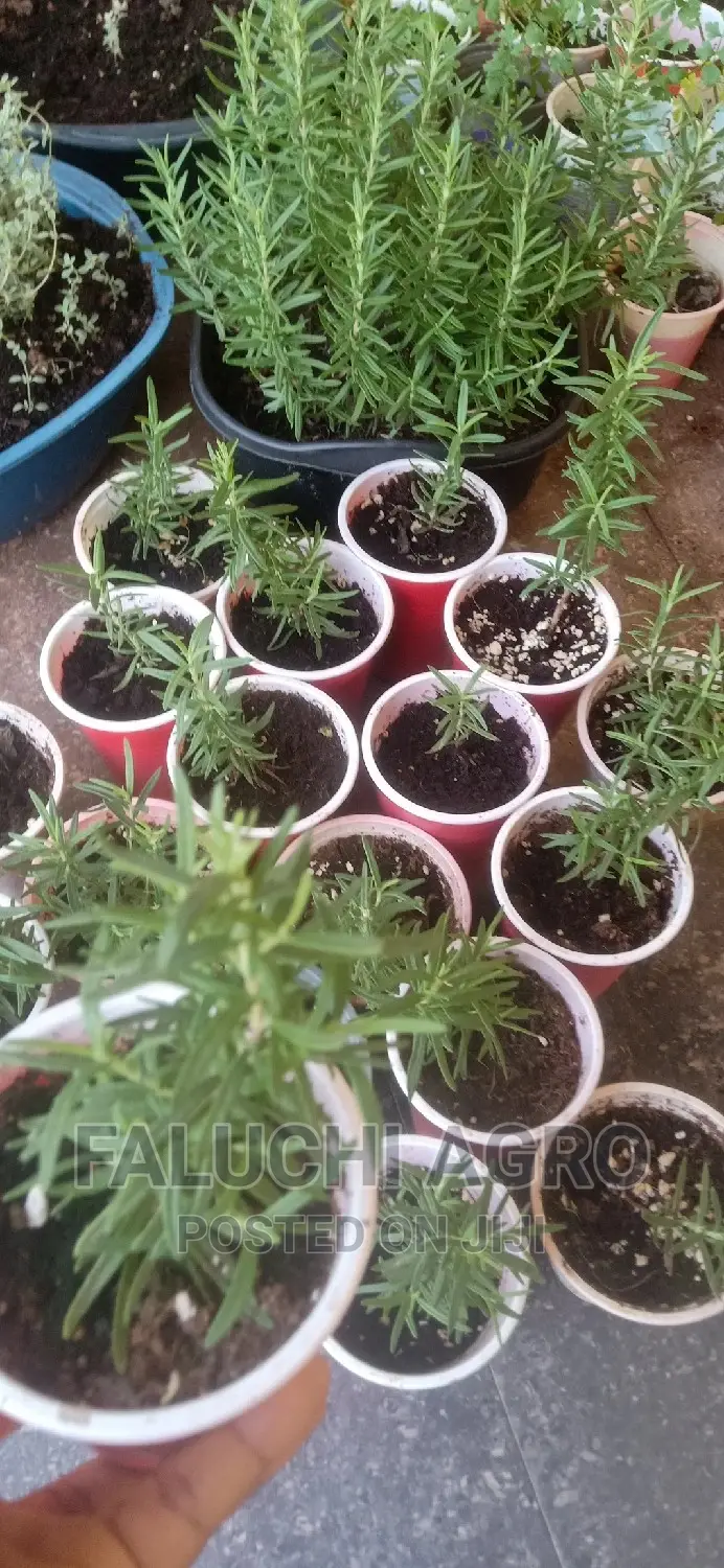 Rosemary Seedlings (Wholesale)