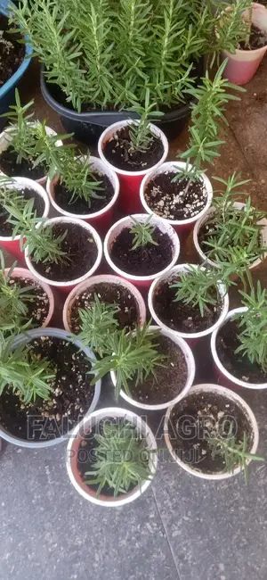 Rosemary Seedlings (Wholesale)