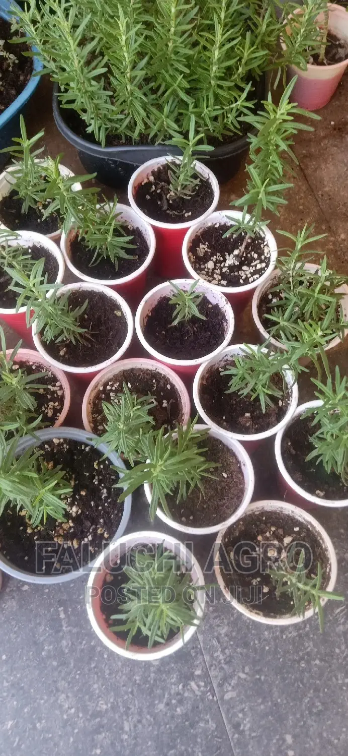 Rosemary Seedlings (Wholesale)