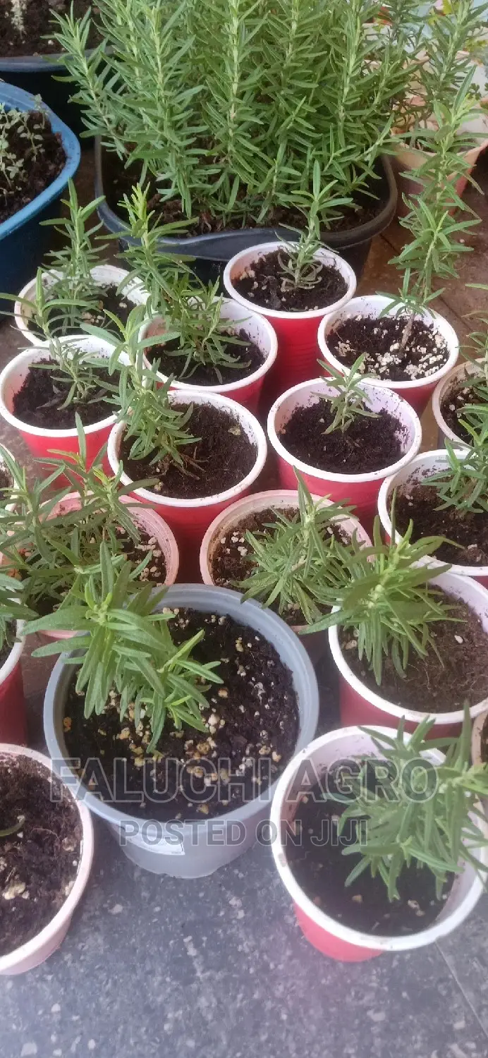 Rosemary Seedlings (Wholesale)