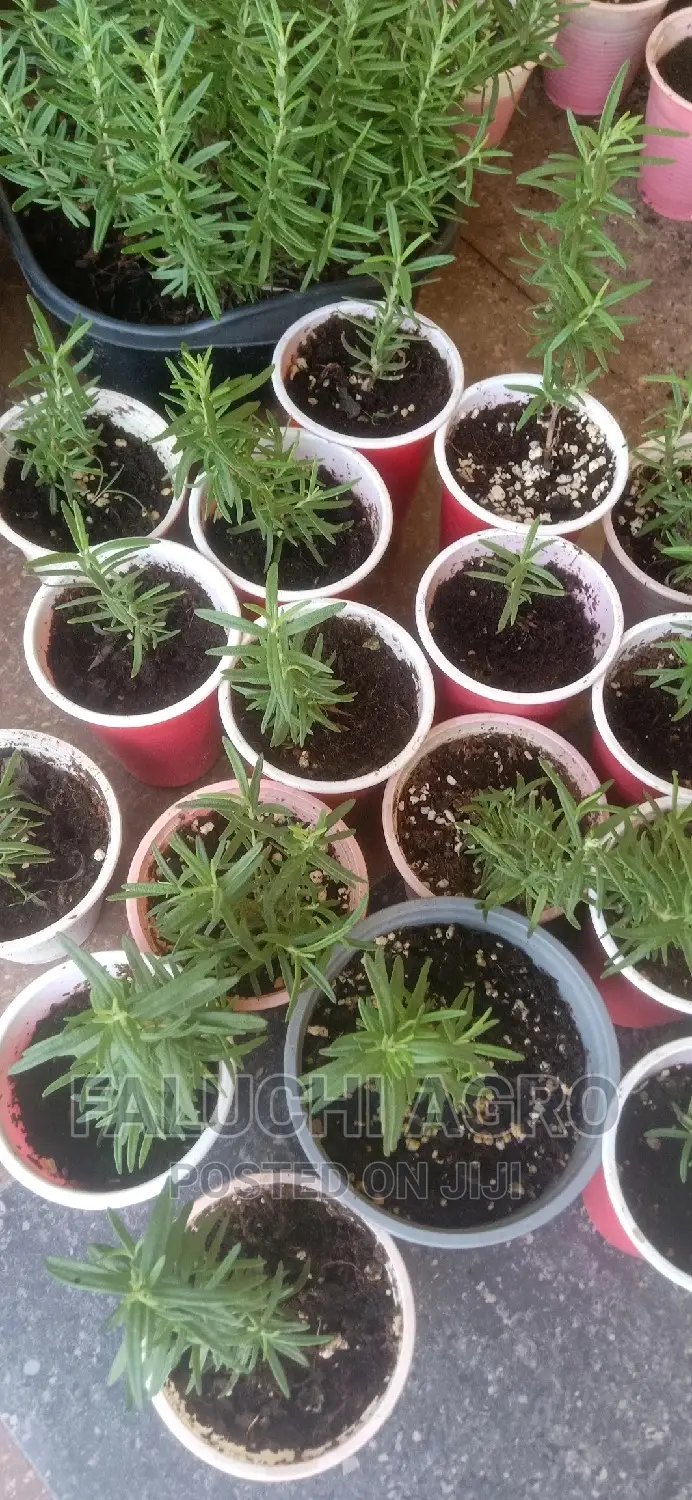 Rosemary Seedlings (Wholesale)