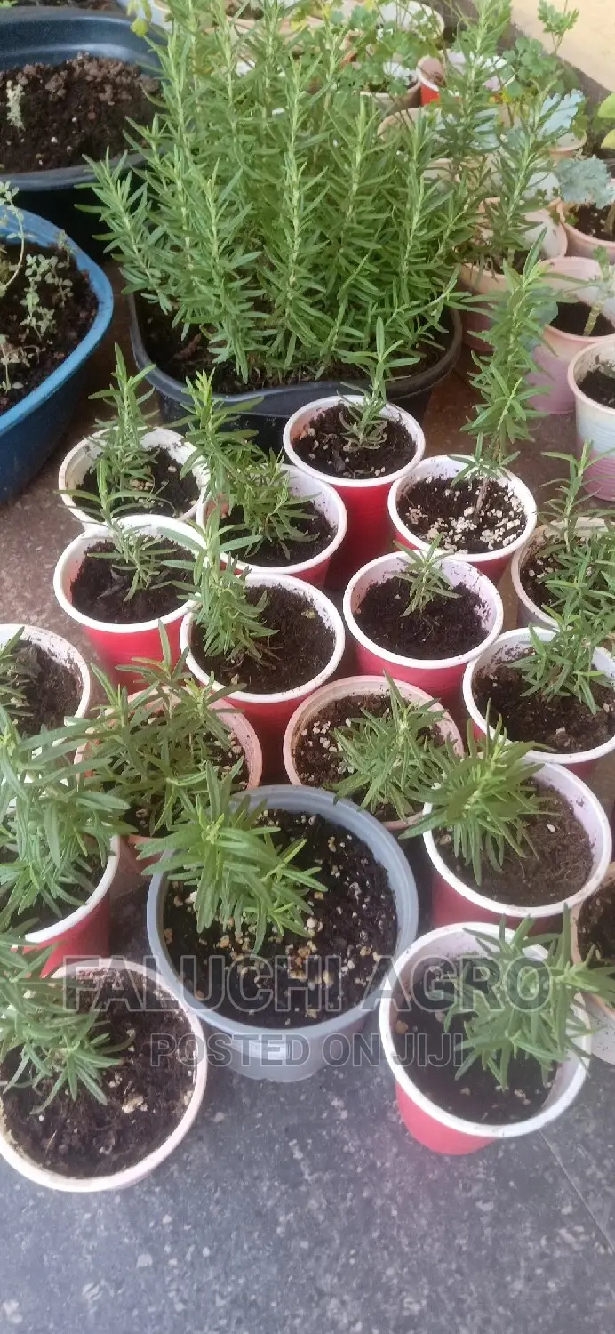 Rosemary Seedlings (Wholesale)