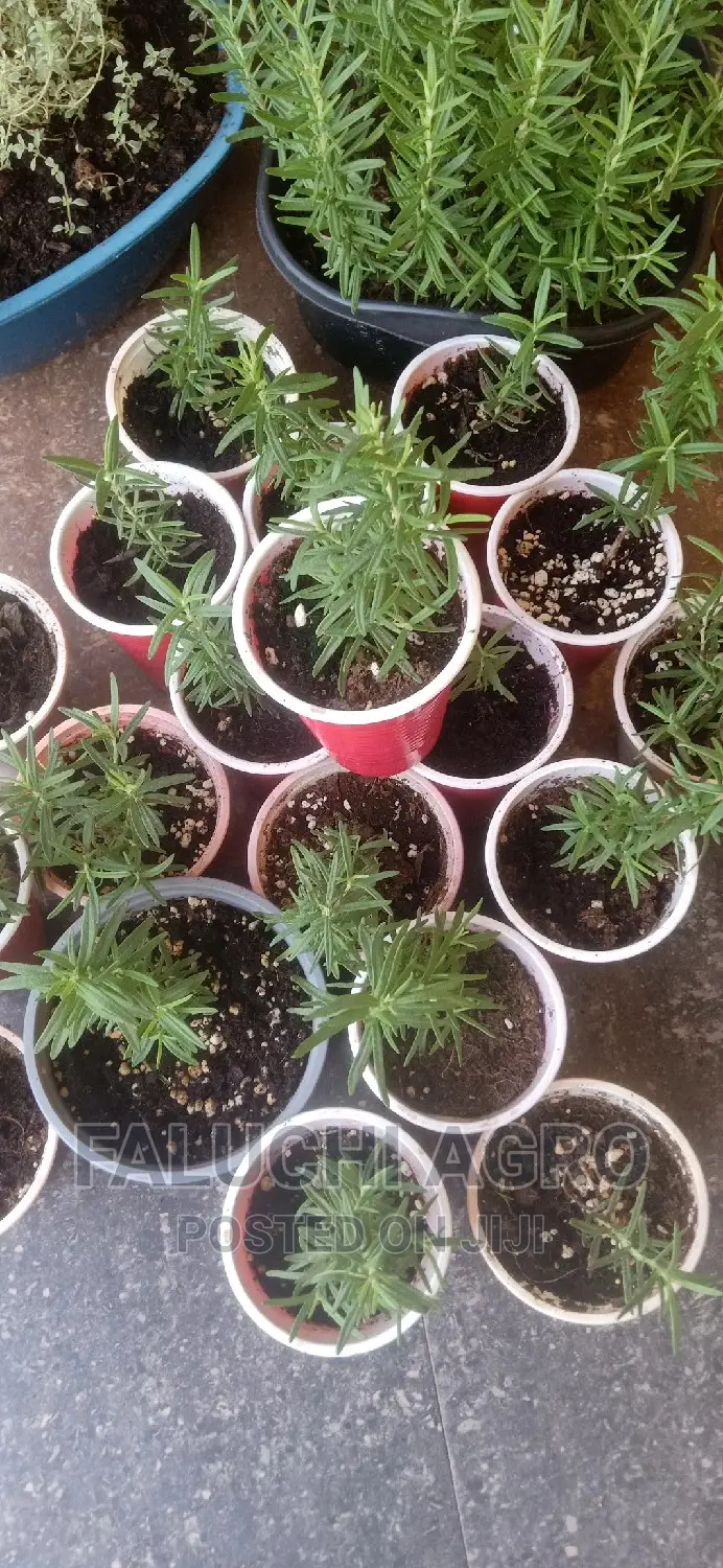 Rosemary Seedlings (Wholesale)