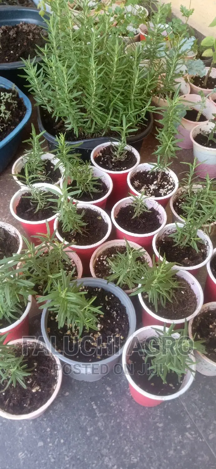 Rosemary Seedlings (Wholesale)