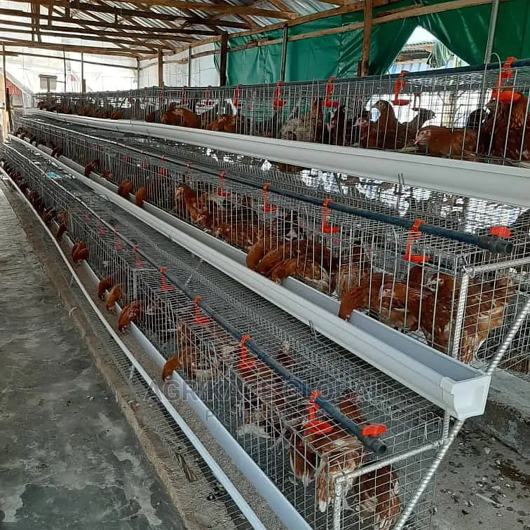 96 Birds Capacity Premium Layers Cage