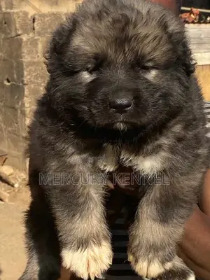 1-3 months Female Purebred Caucasian Shepherd