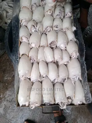 Baby Calamari (Octopus )