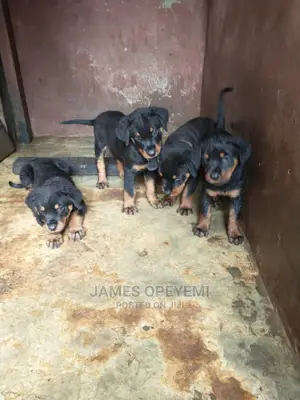 1-3 months Female Purebred Rottweiler