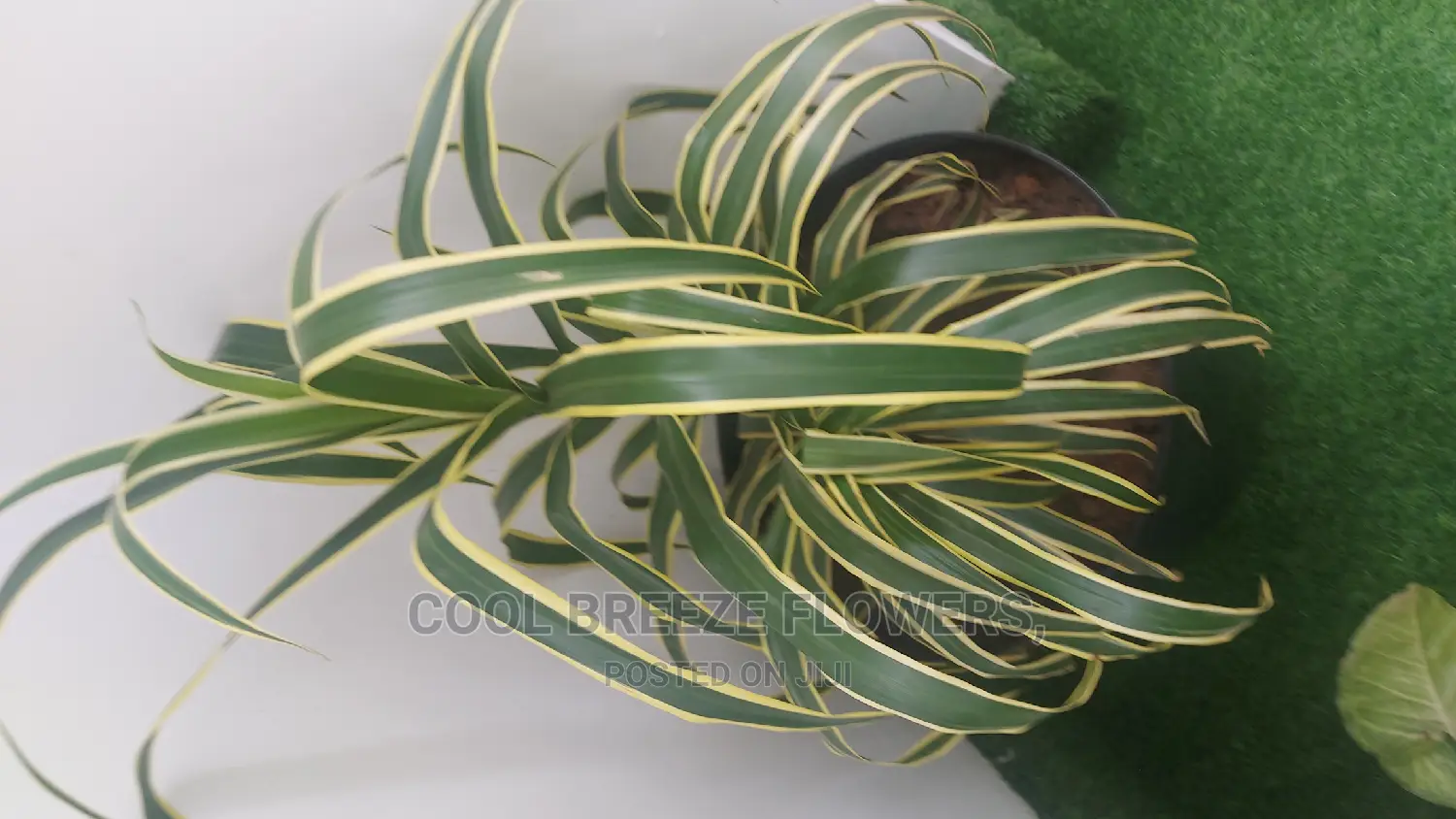 Airpurifying Flowers Pot's
