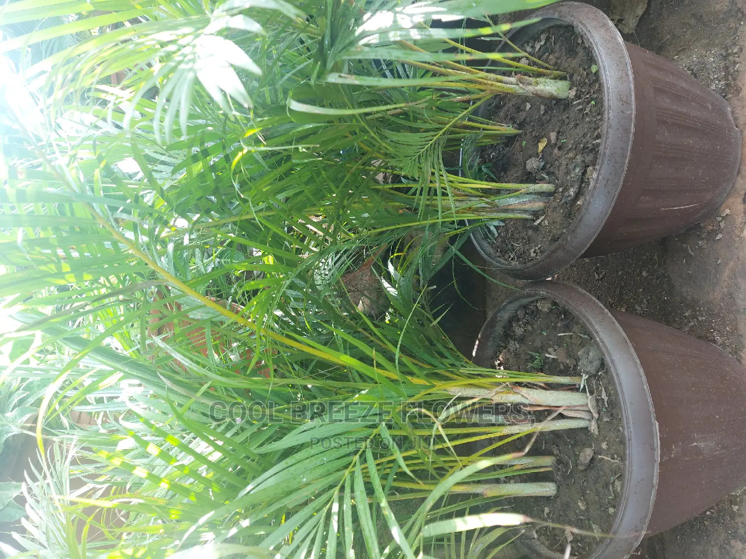 Airpurifying Flowers Pot's
