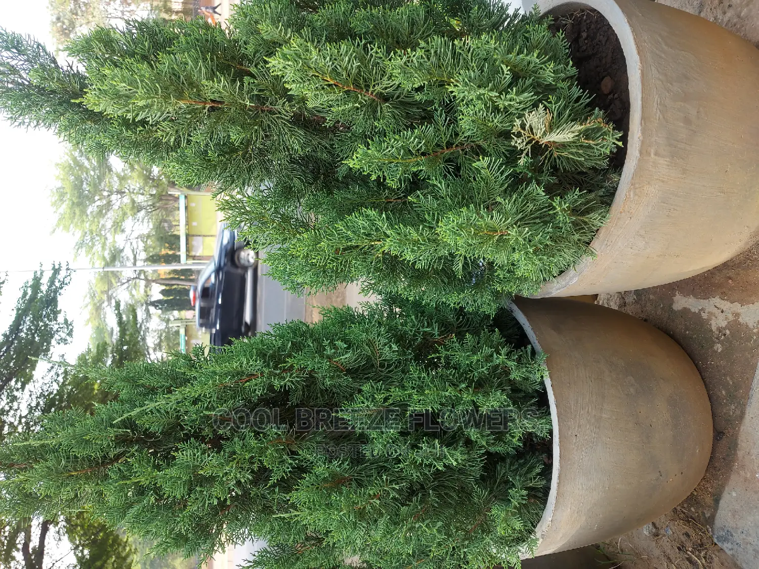 Airpurifying Flowers Pot's