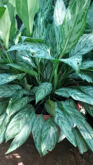 Airpurifying Flowers Pot's