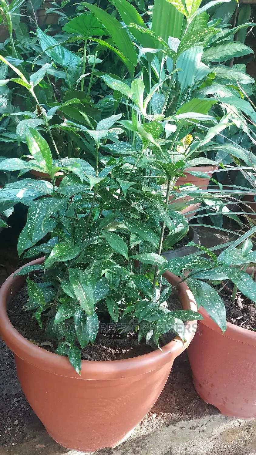 Airpurifying Flowers Pot's