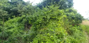 Bush Clearing Any Where Any Season Swamp and Dryland