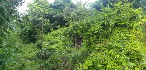 Hectares of Dryland for Sale at Epe