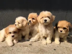 1-3 months Female Purebred Lhasa Apso