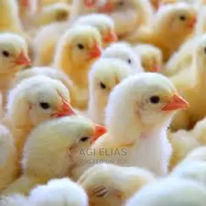 Day Old Chicken