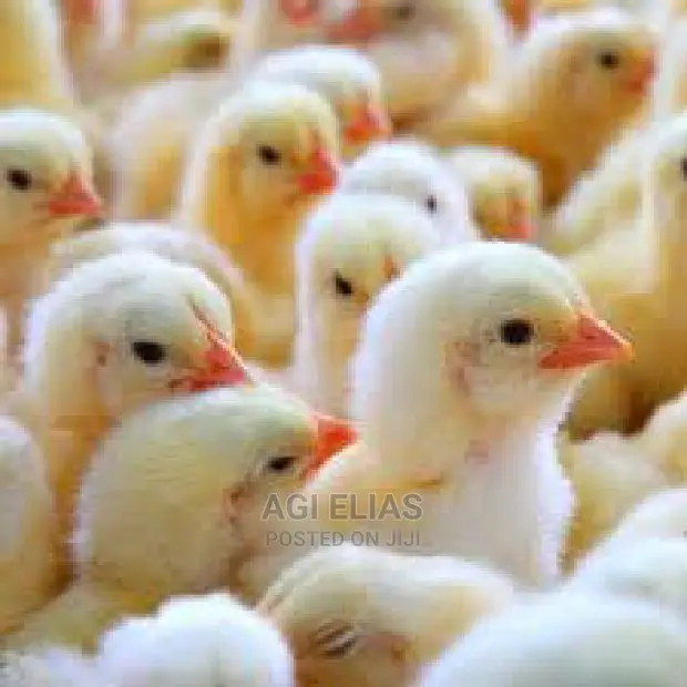 Day Old Chicken