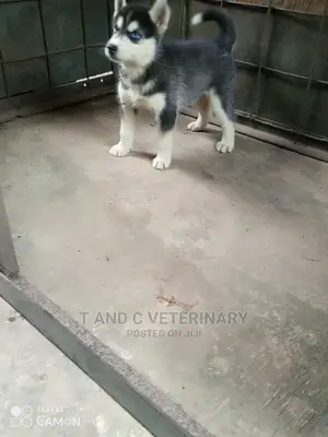 1-3 months Female Purebred Siberian Husky