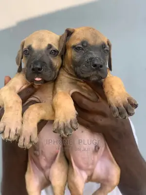 1-3 months Male Purebred Boerboel