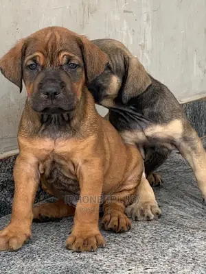 1-3 months Female Purebred Boerboel