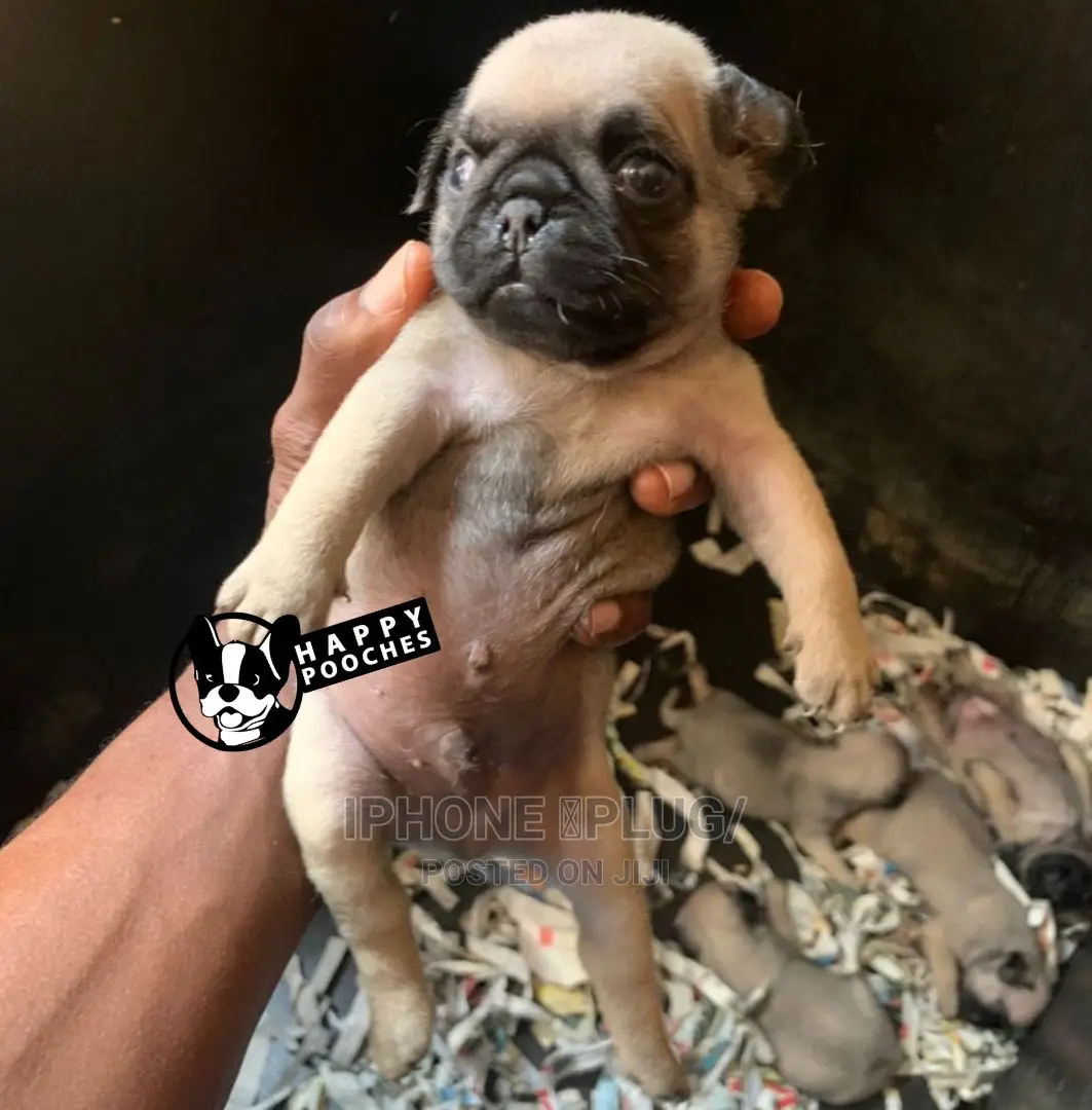 Netted Pug 1-3 Months Male Purebred Pug - iPhone 🍎plug/ DOGGONE KENNELS Price: ₦ ...