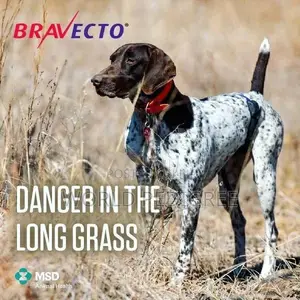 Bravecto Chew.