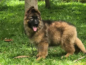 1+ year Female Purebred German Shepherd