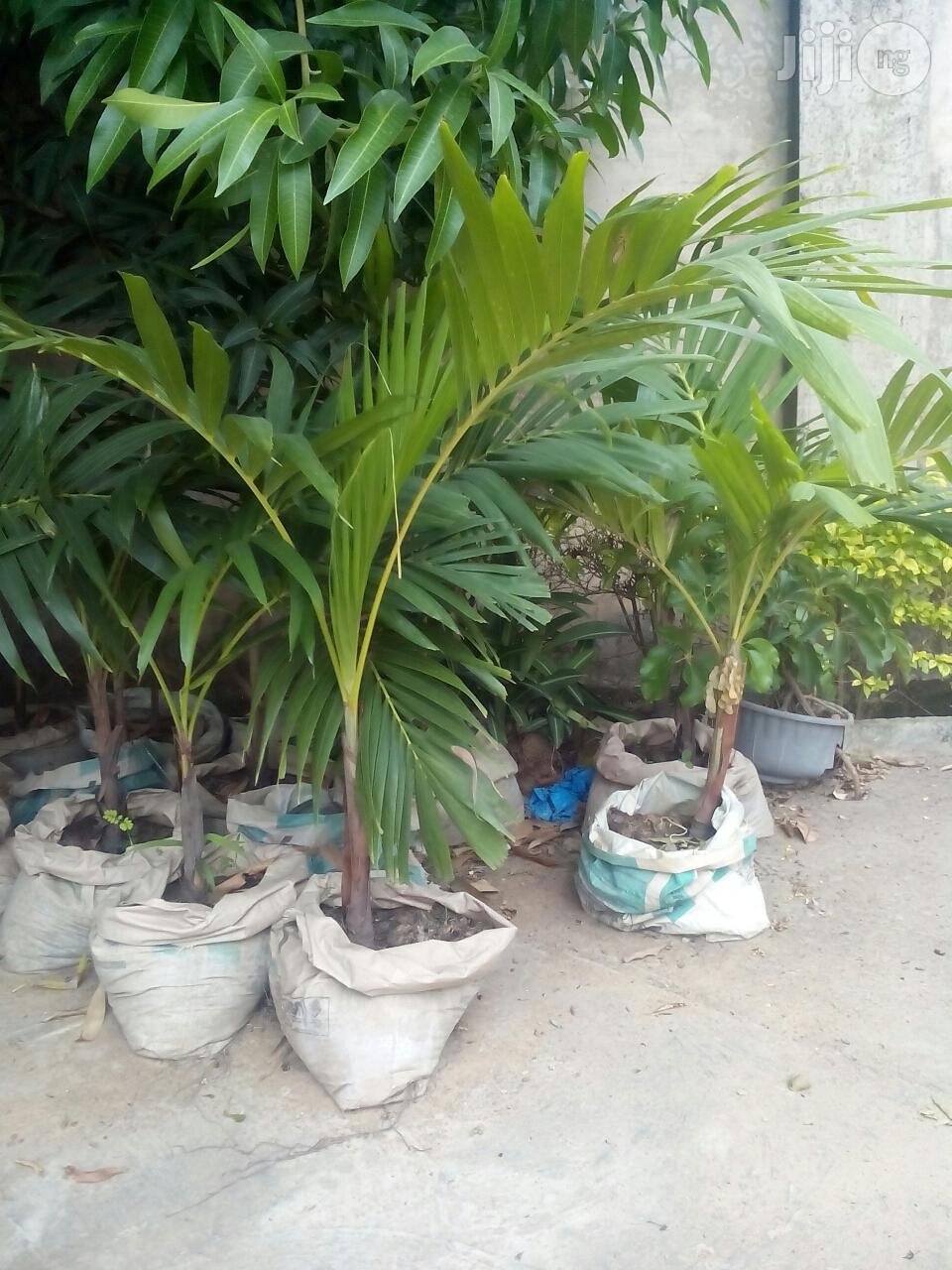 Success Flowers and Landscaping Services