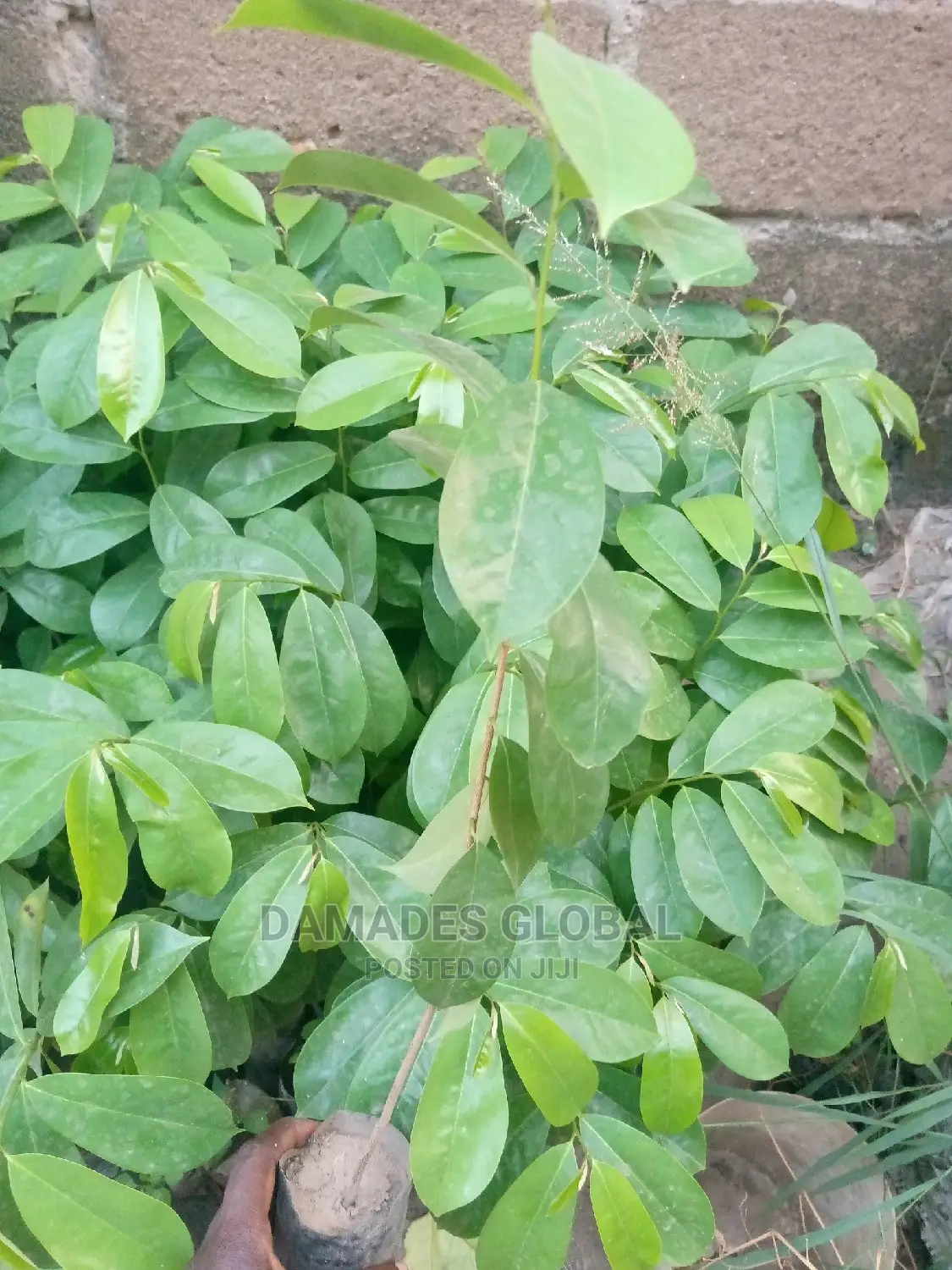 Soursop Seedling