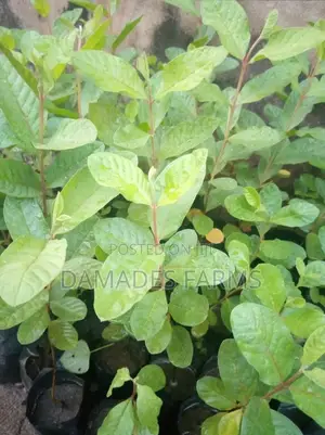 Guava Seedling