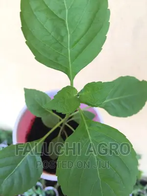Organic Scent Leaf Seedlings