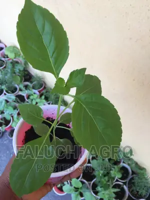 Organic Scent Leaf Seedlings