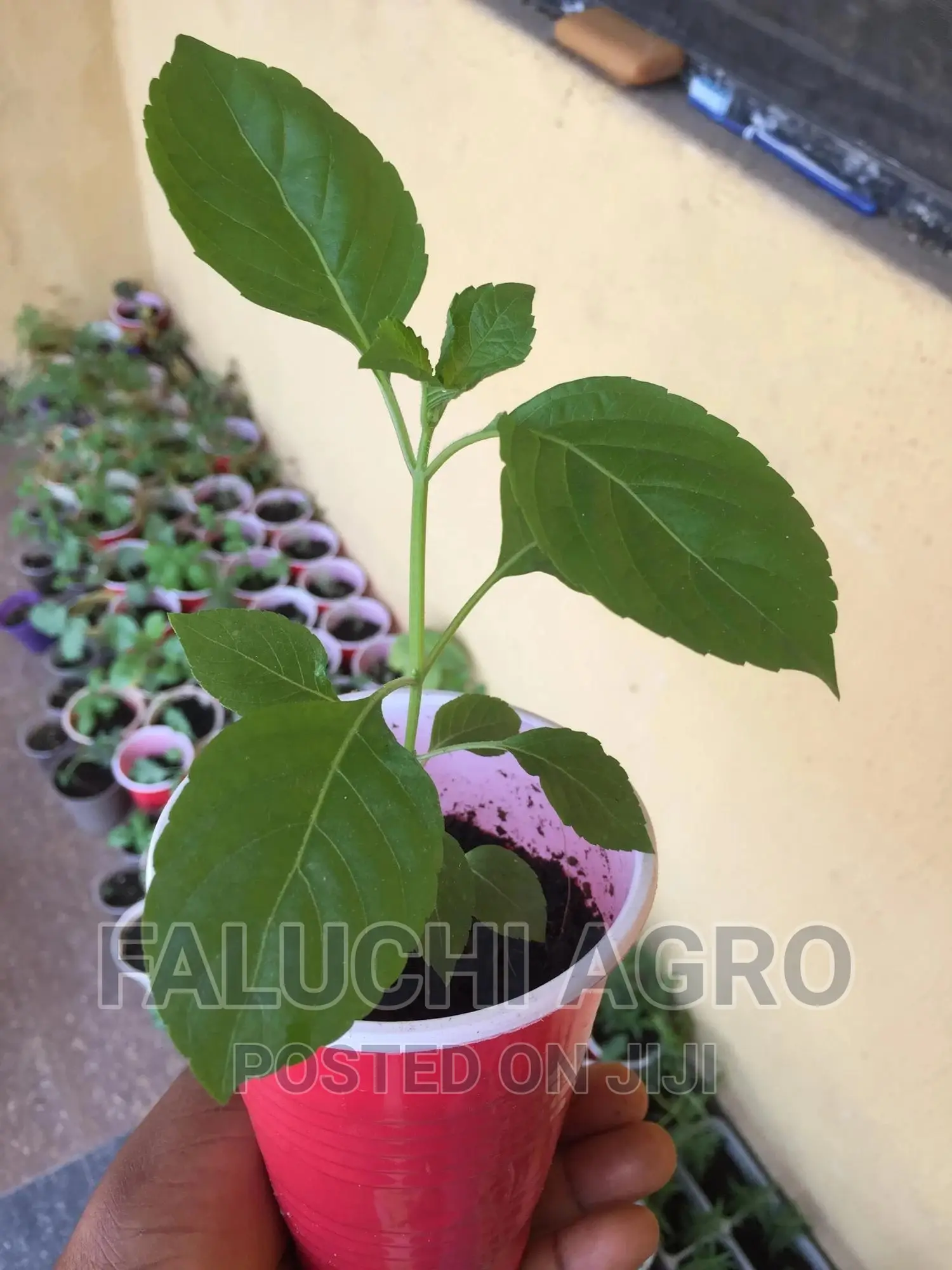Organic Scent Leaf Seedlings