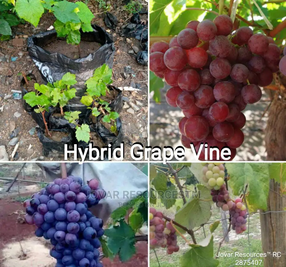 Best Grape Vine / Grape Fruit Higher Yield Seedlings