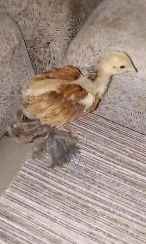 Pure Breed Brahma Chicks for Sale