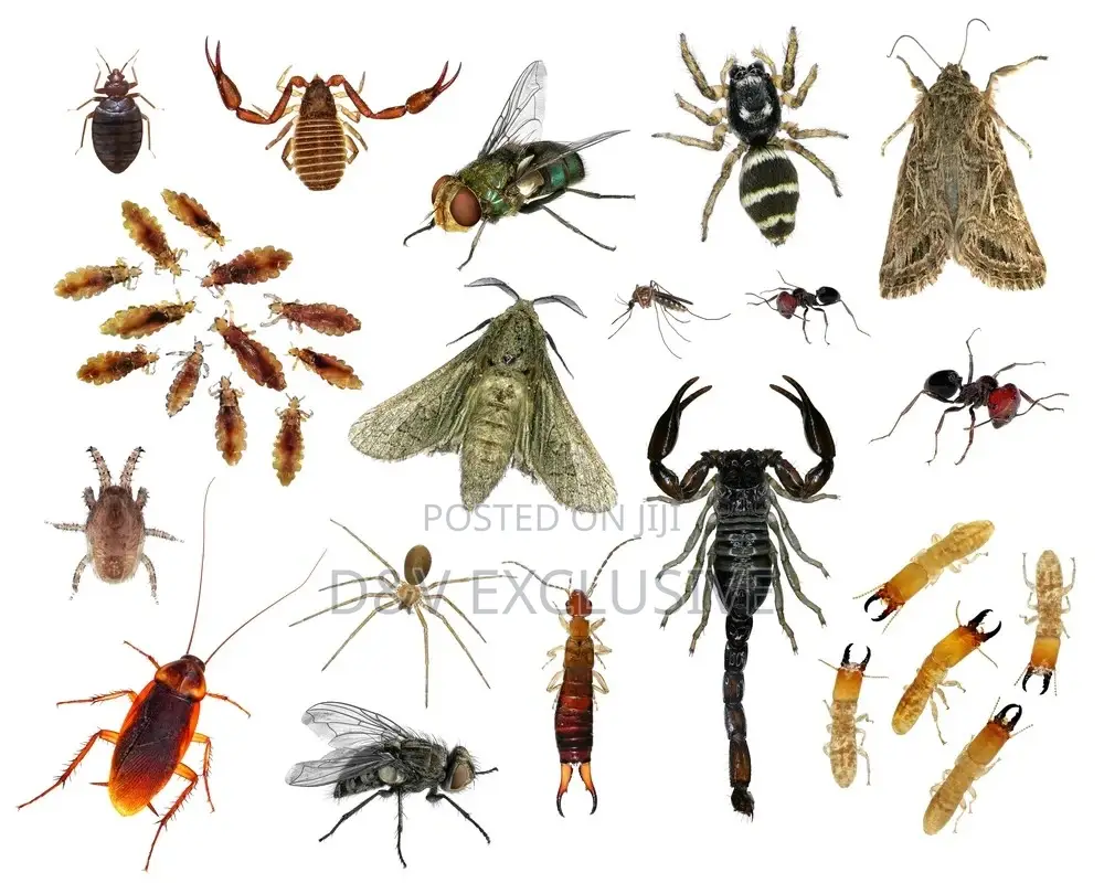 Fumigation (Pest Control)