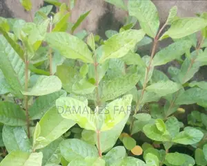 Jumbo Guava Seedling