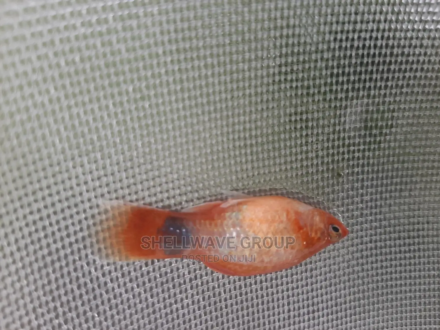 Various Platy Aquarium Fish