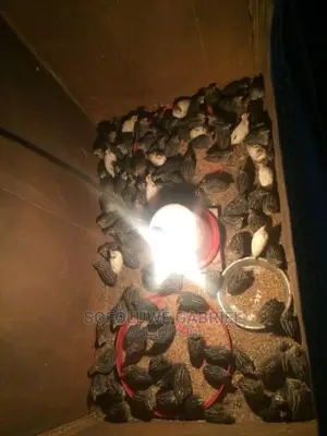 Quail Birds for Sale