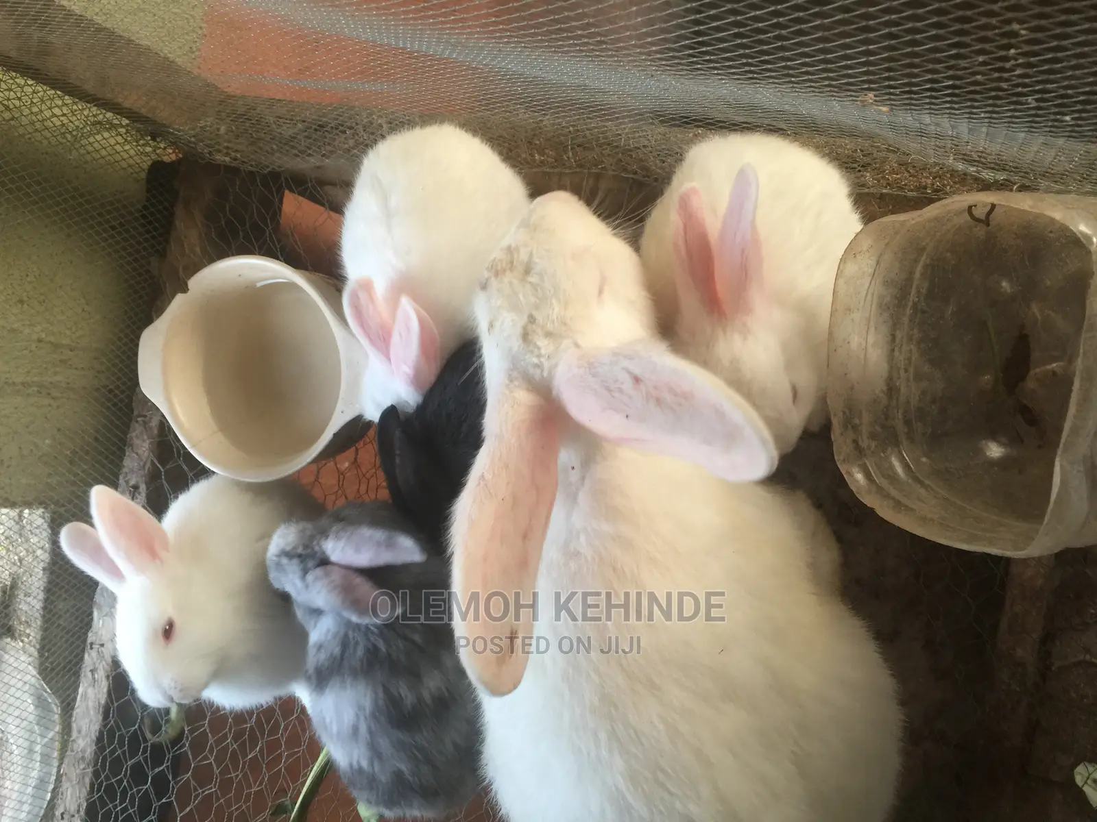Rabbit Farming
