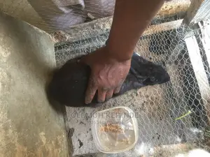 Rabbit Farming