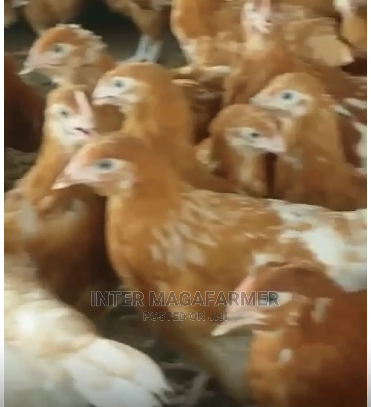 Laying Birds