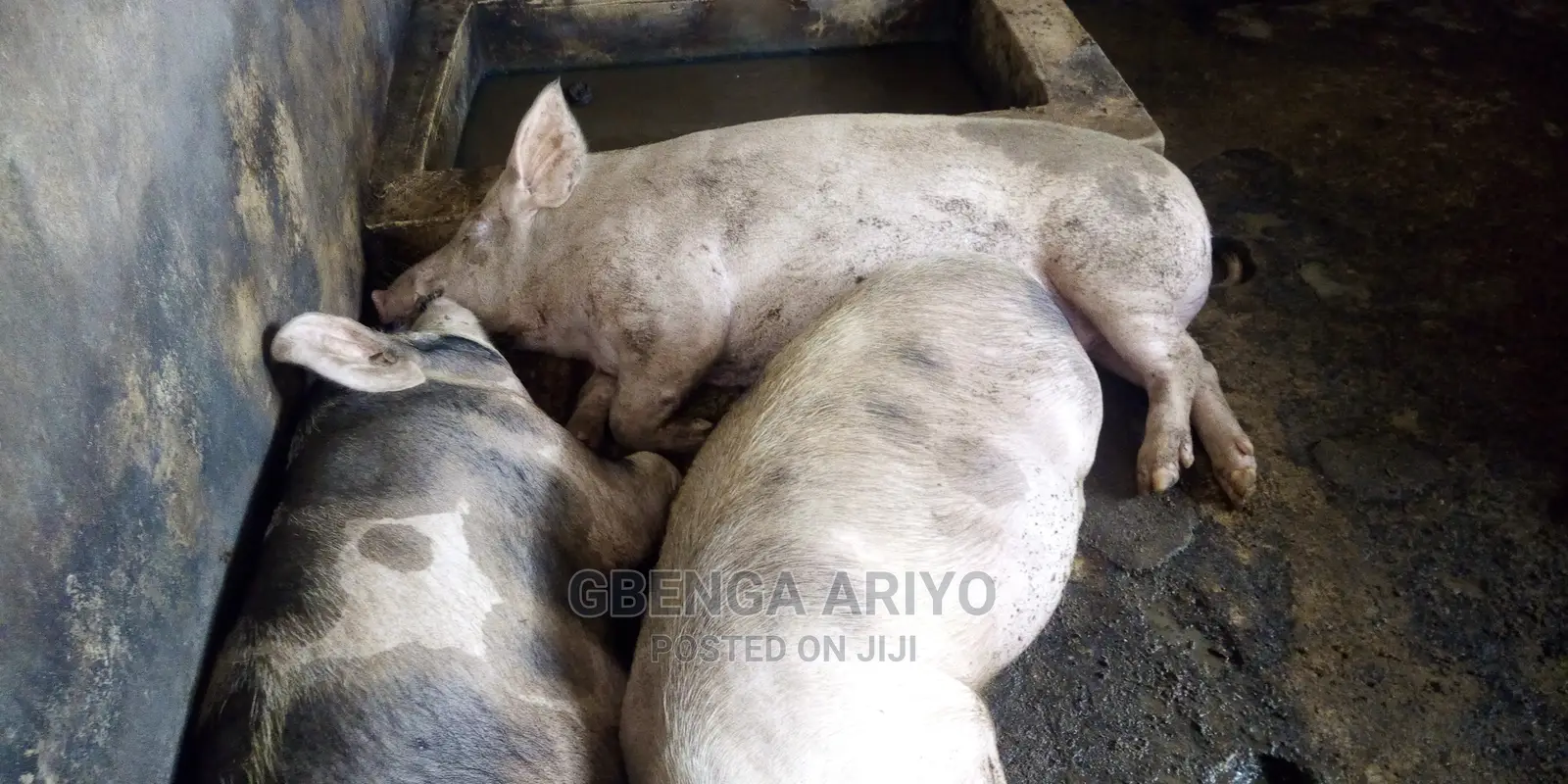 Agric-business Consultation