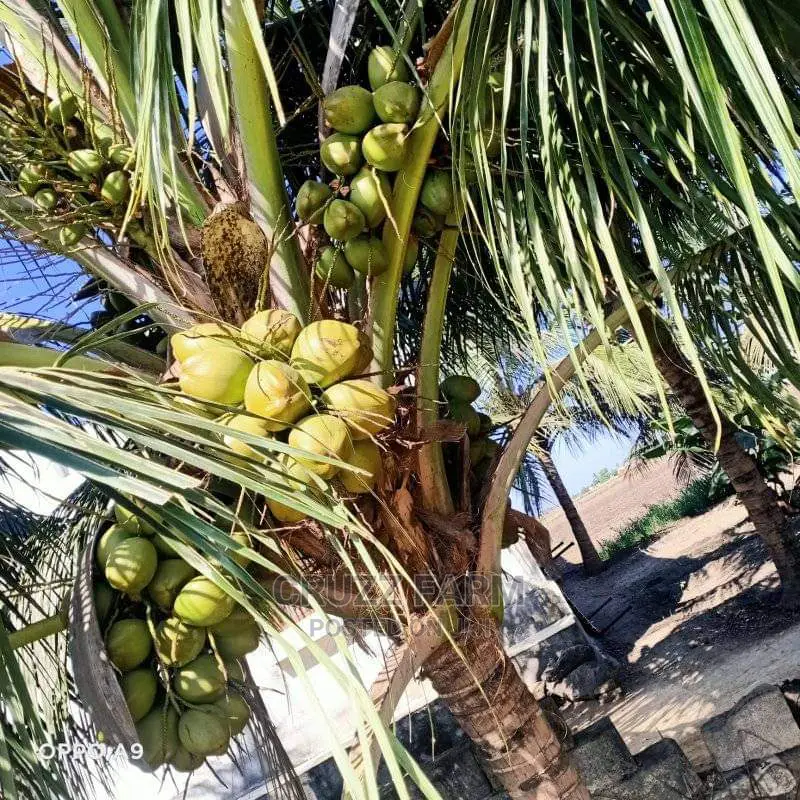 Hybrids and Dwarf Coconut Seedlings