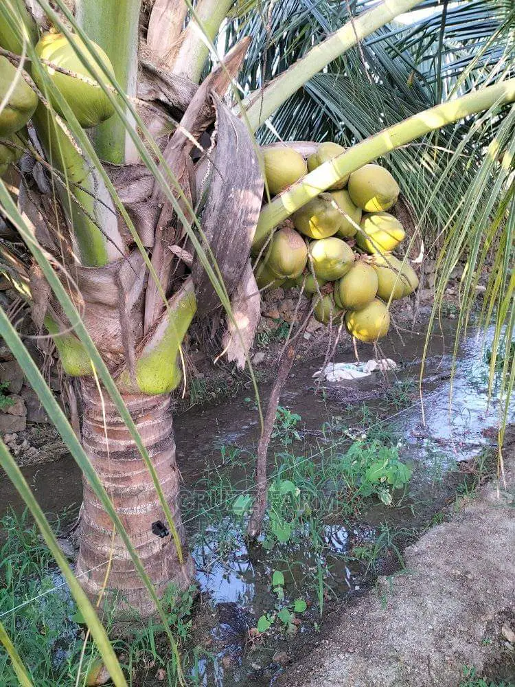 Hybrids and Dwarf Coconut Seedlings