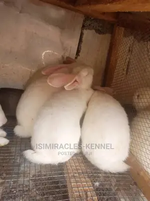 Hyla Rabbits for Sale